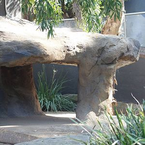 Komodo dragon exhibit additions