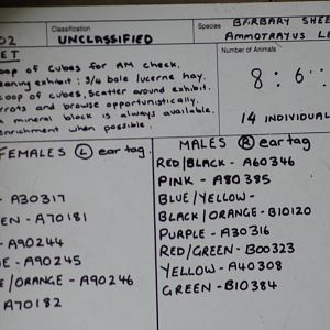 Barbary sheep names!