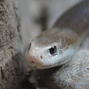 Taipan