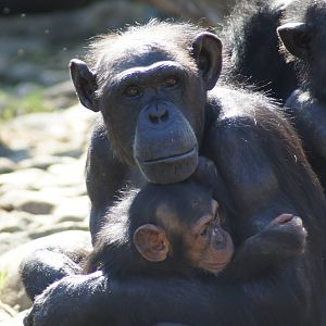 Kuma and Fumo (with Furahi behind)