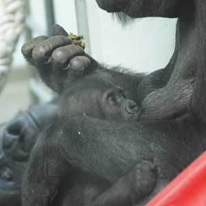 Frala nursing Fabumi