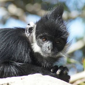 Francois langur