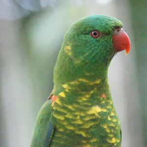 Scaly breasted lorikeet