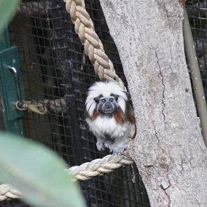 Cottontop tamarin