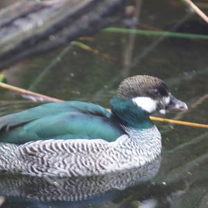 Green pygmy goose