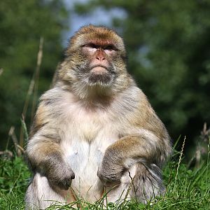 Barbary Macaque at Trentham Monkey Forest 5/9/15