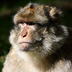 barbary Macaque at Trentham Monkey Forest 5/9/15