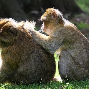Barbary Macaque at Trentham Monkey Forest 5/9/15