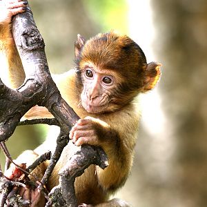 Barbary Macaque at Trentham Monkey Forest 5/9/15
