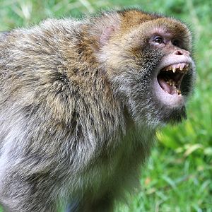 Barbary Macaque at Trentham Monkey Forest 5/9/15