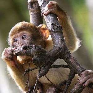 Barbary Macaque at Trentham Monkey Forest 5/9/15