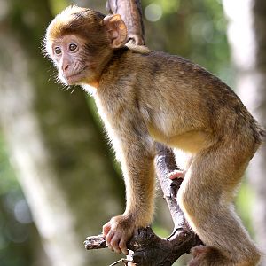 Barbary Macaque at Trentham Monkey Forest 5/9/15