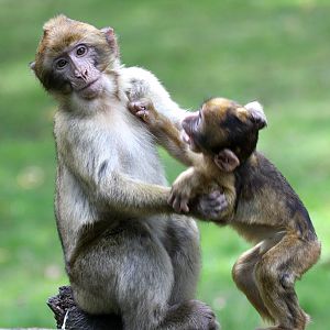 Barbary Macaque at Trentham Monkey Forest 5/9/15