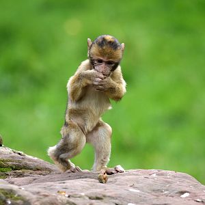 Barbary Macaque at Trentham Monkey Forest 5/9/15