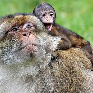 barbary Macaque at Trentham Monkey Forest 5/9/15