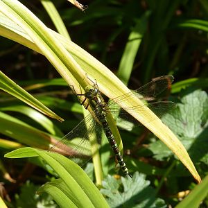 Southern Hawker Dragonfly, September 2015