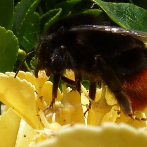 Red-tailed Bumble Bee, September 2015