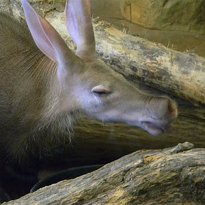 Aardvark