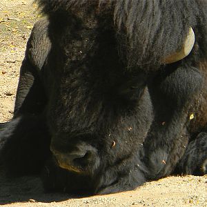 American bison