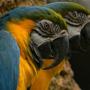 Blue-and-yellow macaw