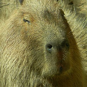 Capybara