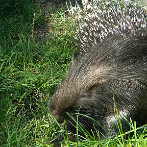Indian crested porcupine