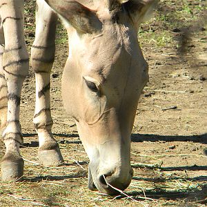 Somali wild ass