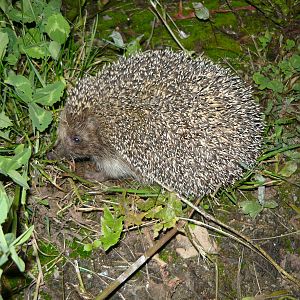 Northern white-breasted hedgehog (Erinaceus roumanicus pallidus)
