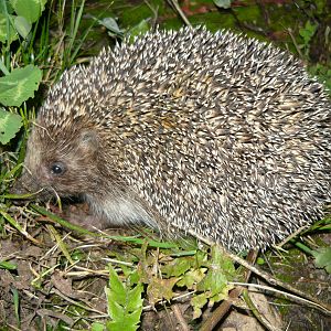 Northern white-breasted hedgehog (Erinaceus roumanicus)