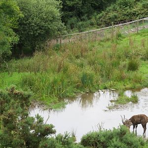 Sitatunga enclosure 090815