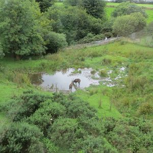 Sitatunga enclosure 090815