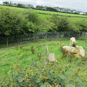 Cheetah enclosure 090815