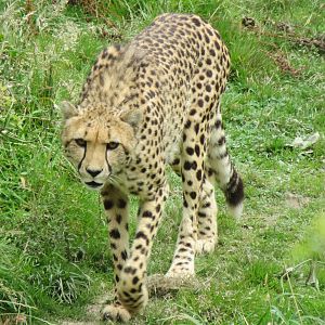 Cheetah 090815