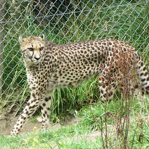 Cheetah 090815