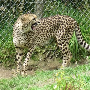 Cheetah 090815