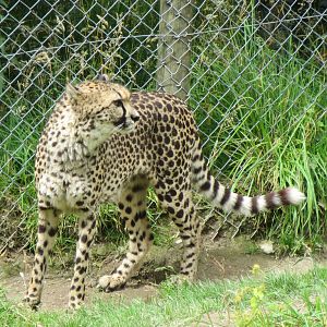 Cheetah 090815