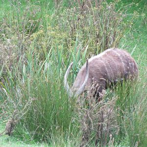 Sitatunga 090815