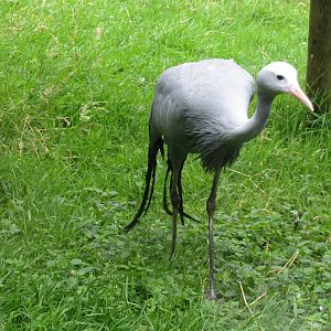 Stanley Crane 090815