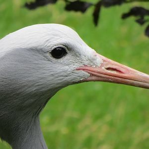 Stanley Crane 090815