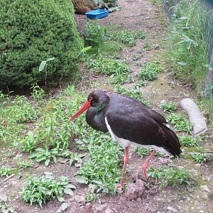 Black Stork 090815