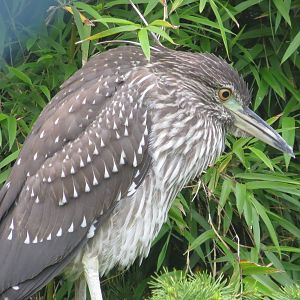Black-crowned Night Heron 090815