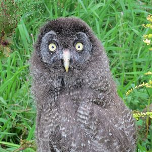 Young Great Grey Owl 090815