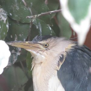 Little Bittern 090815