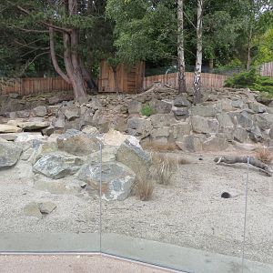Meerkat enclosure 240815