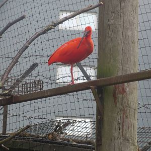 Scarlet Ibis 240815