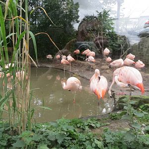 Chilean Flamingos 240815
