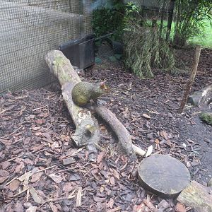 Azara's Agouti 240815