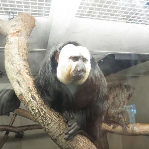 White-faced Saki 240815
