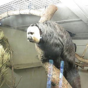 White-faced Saki 240815