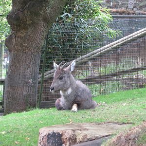 Chinese Goral 240815